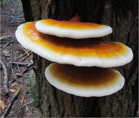 Reishi Mushroom Image