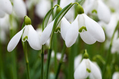 Snowdrops