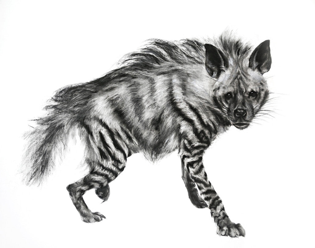 Striped Hyena Charcoal Drawing by Lucy Boydell Porcupine Rocks