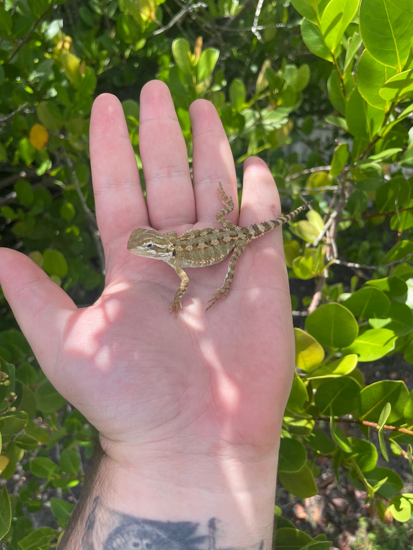 Rankins dragon