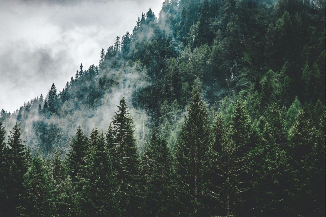 Nadelwald mit Nebel