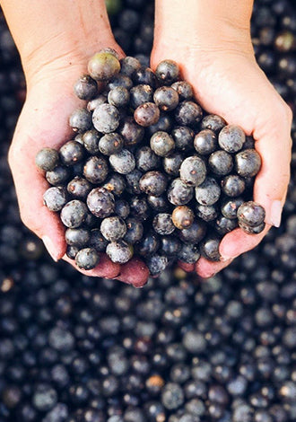two hands holding acai berries