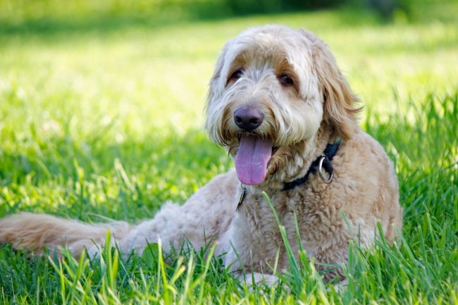 
    Hyperventilating: Why is my dog breathing fast? - The Healthy Dog Co
  