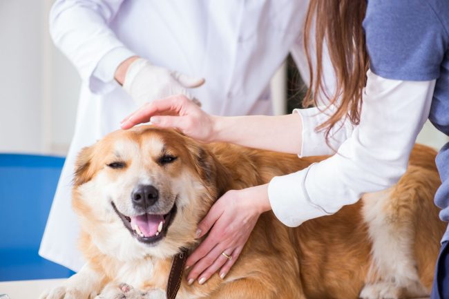 what can i give my dog for pain at home