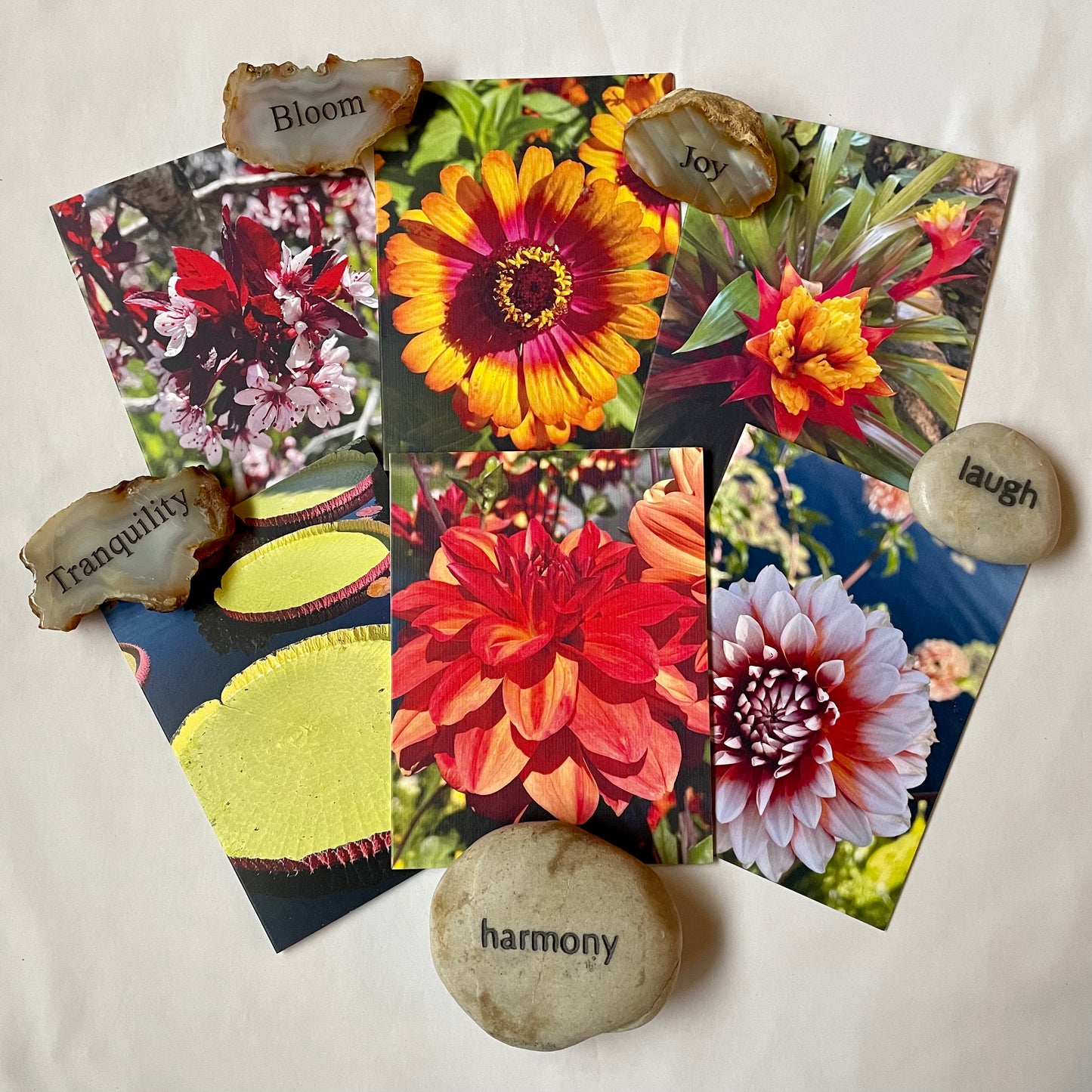 Spring Fling Collection - Assorted Flowers Original Nature Photography Greeting Card Boxed Set of 6 with Kraft Envelopes