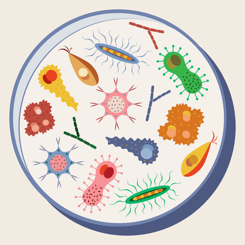 probiotics and the microbiome