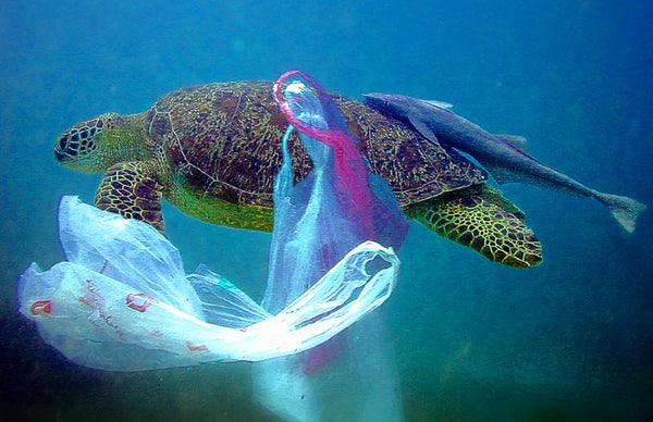 drawing of green turtle trying to swim with a grocery store plastic bag caught around its leg