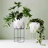 Harlequin Pot