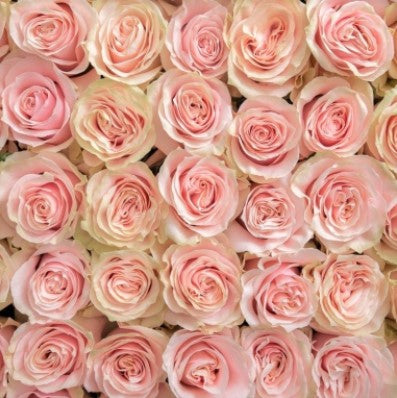 light pink mondial rose