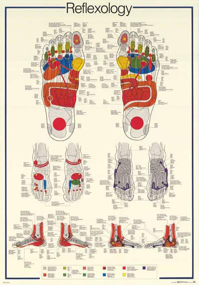 Reflexology Foot Massage Anatomy Poster 27x39 – BananaRoad