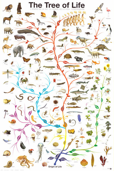 tree-of-life-amoeba-to-man-evolution-poster-24x36-bananaroad