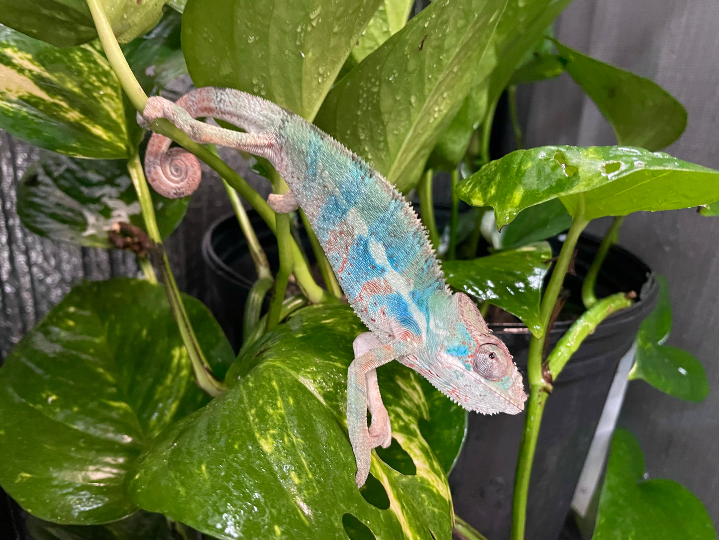 Ambilobe Male Panther Chameleon - ASEM14