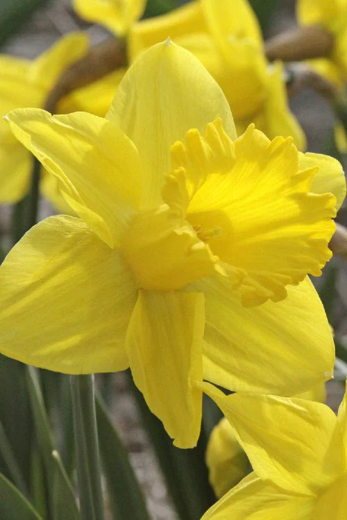 5 Fun Facts About Daffodils - And Why You Should Plant Them In Your Garden!
