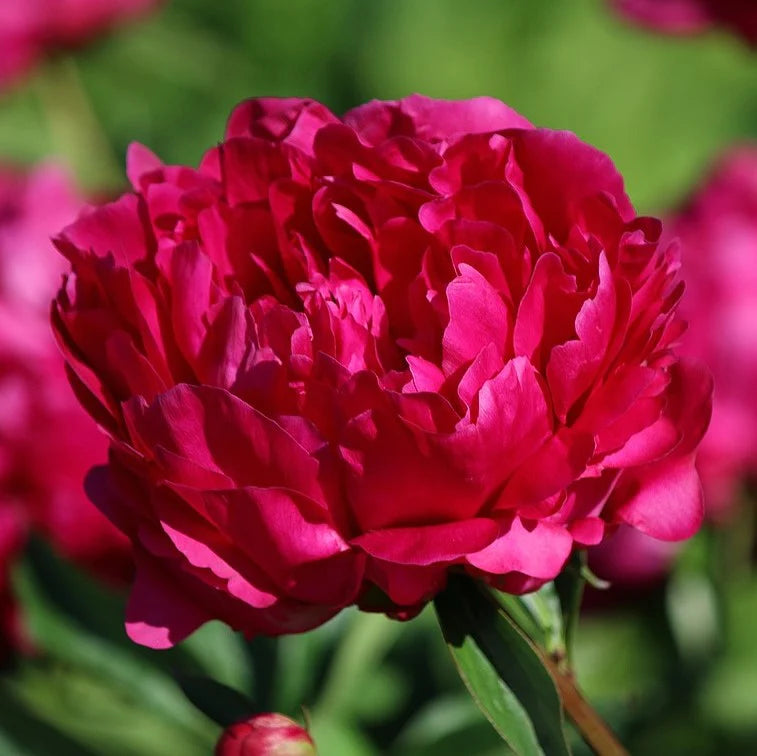 'FELIX CROUSSE' Peony (Paeonia x lactifolia 'felix crousse')