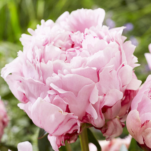 paeonia lactiflora light pink