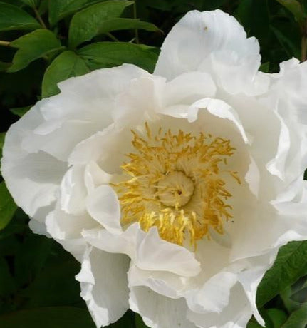 'PATTI'S ANGEL WINGS' Tree Peony (Paeonia x suffruticosa)