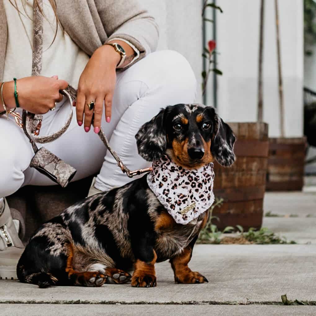 Honden bandana Leopard Brown