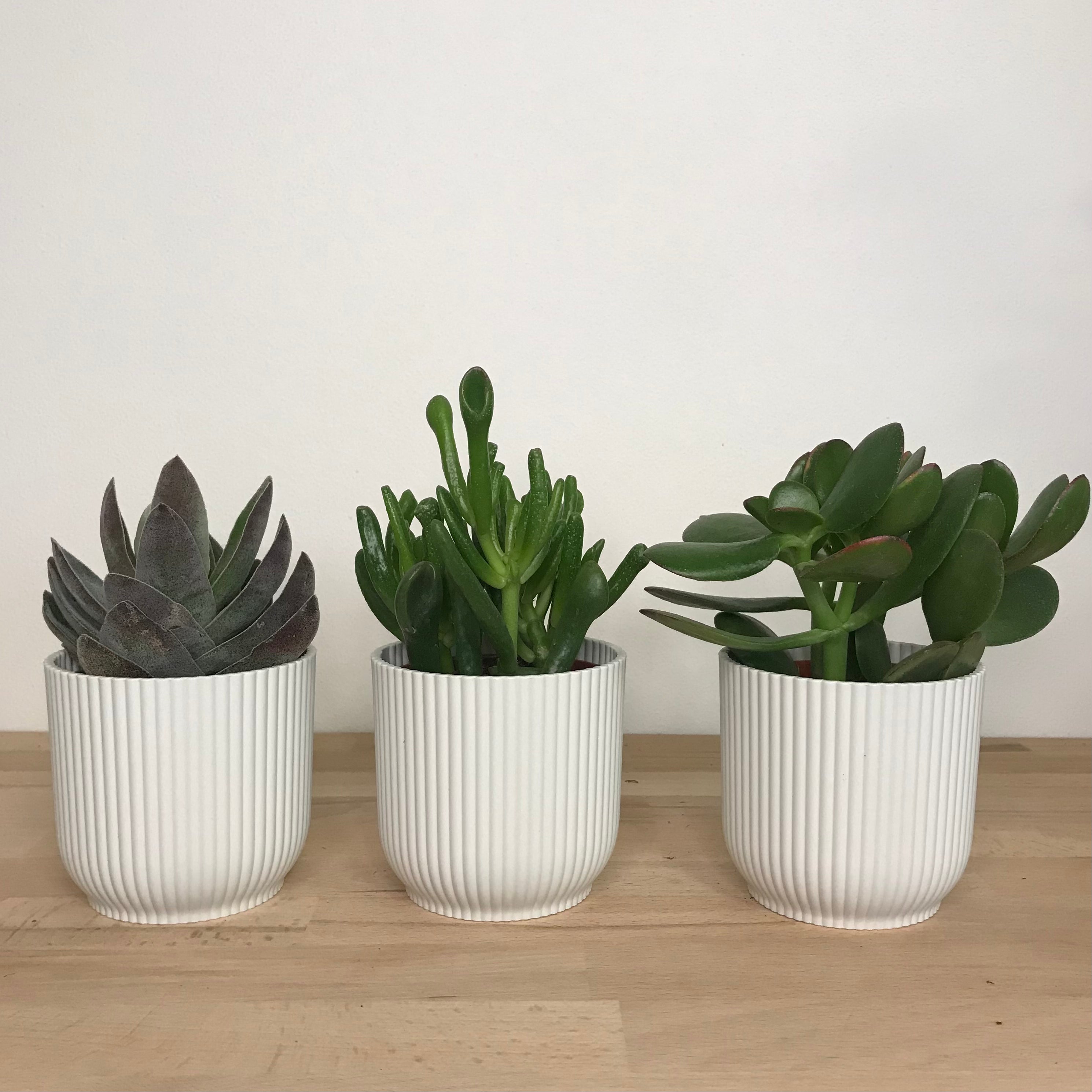 Crassula mix