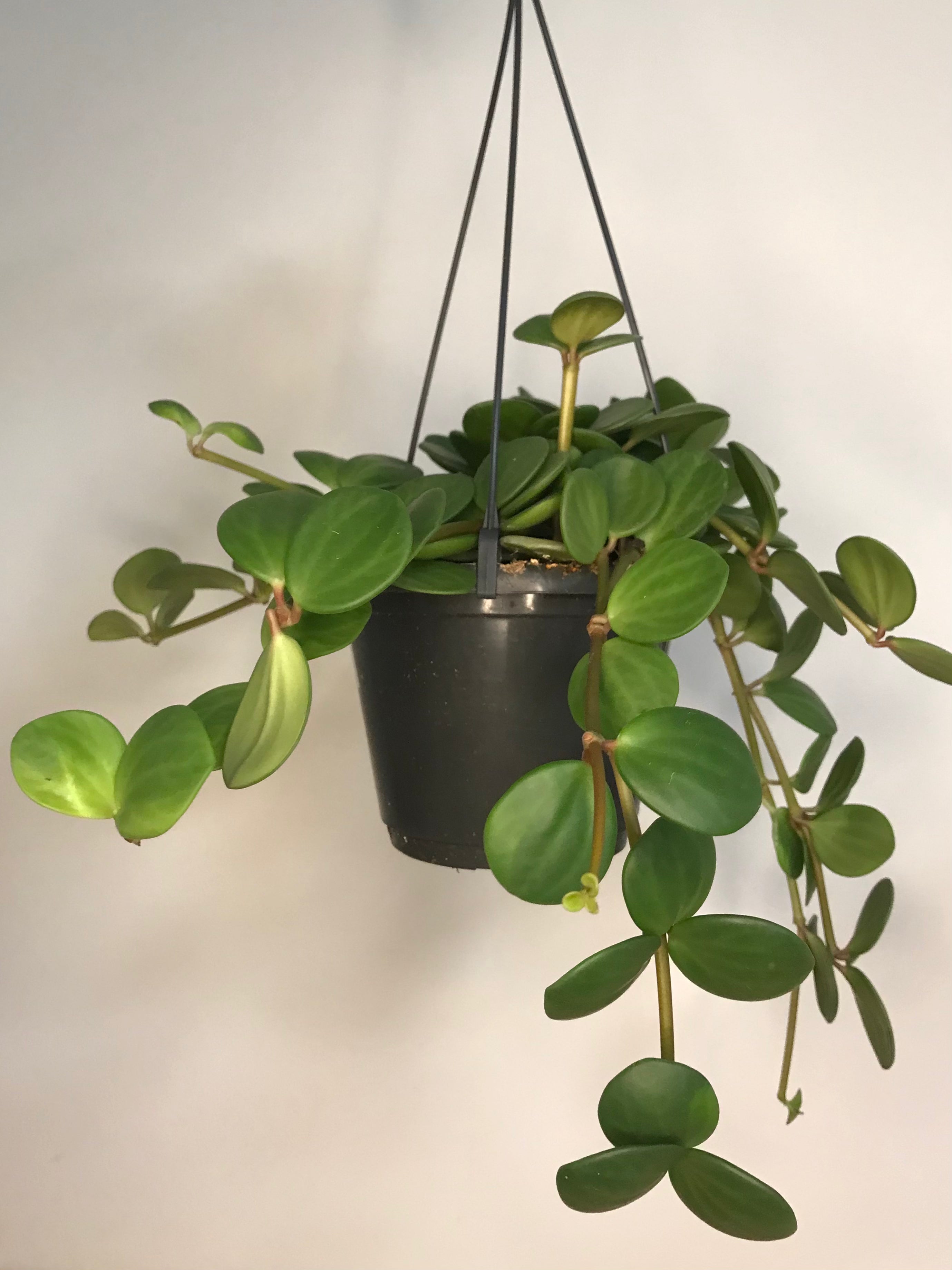 Peperomia Hope v závěsném květináči