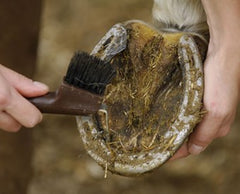 The Importance of Copper and Zinc for Healthy Hooves