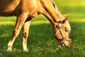 Horse Supplements