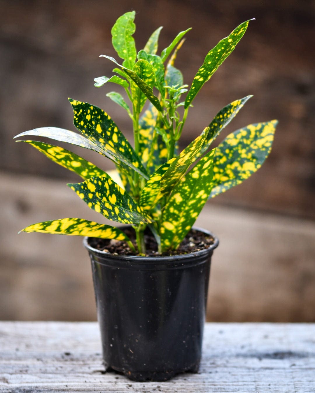 Buy Croton Gold Star Plant (Codiaeum variegatum) –