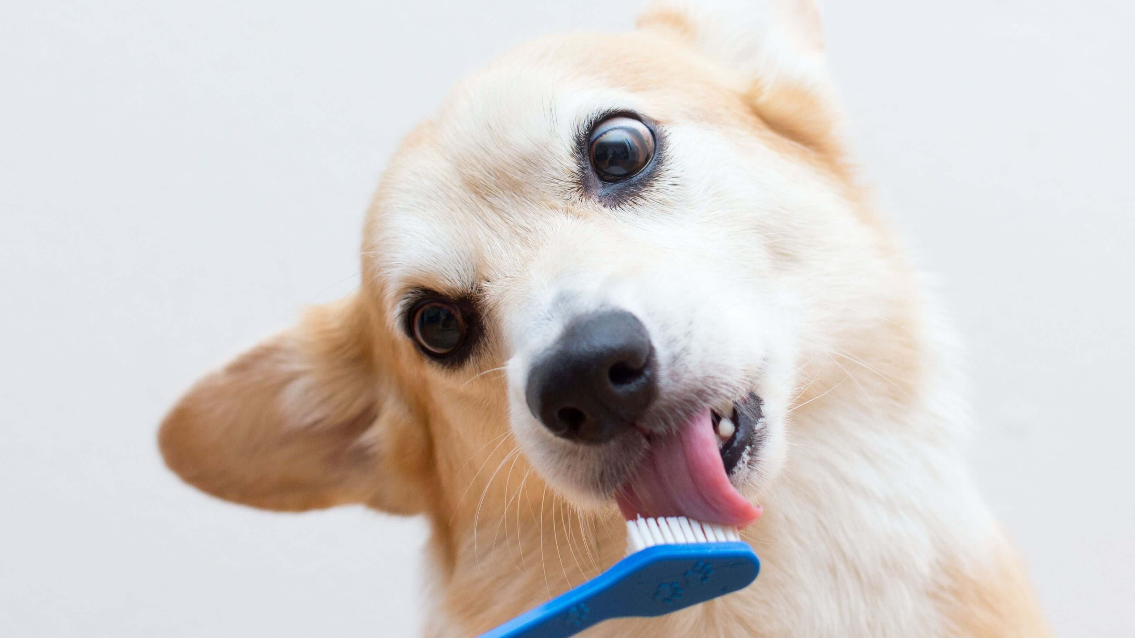 can i use a normal toothbrush for my dog
