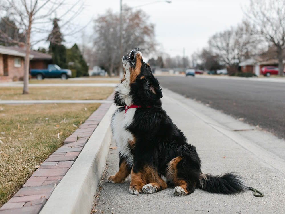 does howling hurt dogs ears