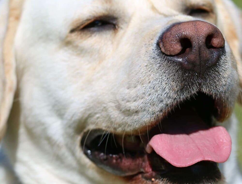 do labradors sweat