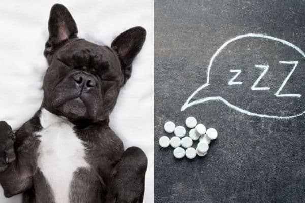 will melatonin help my dog sleep
