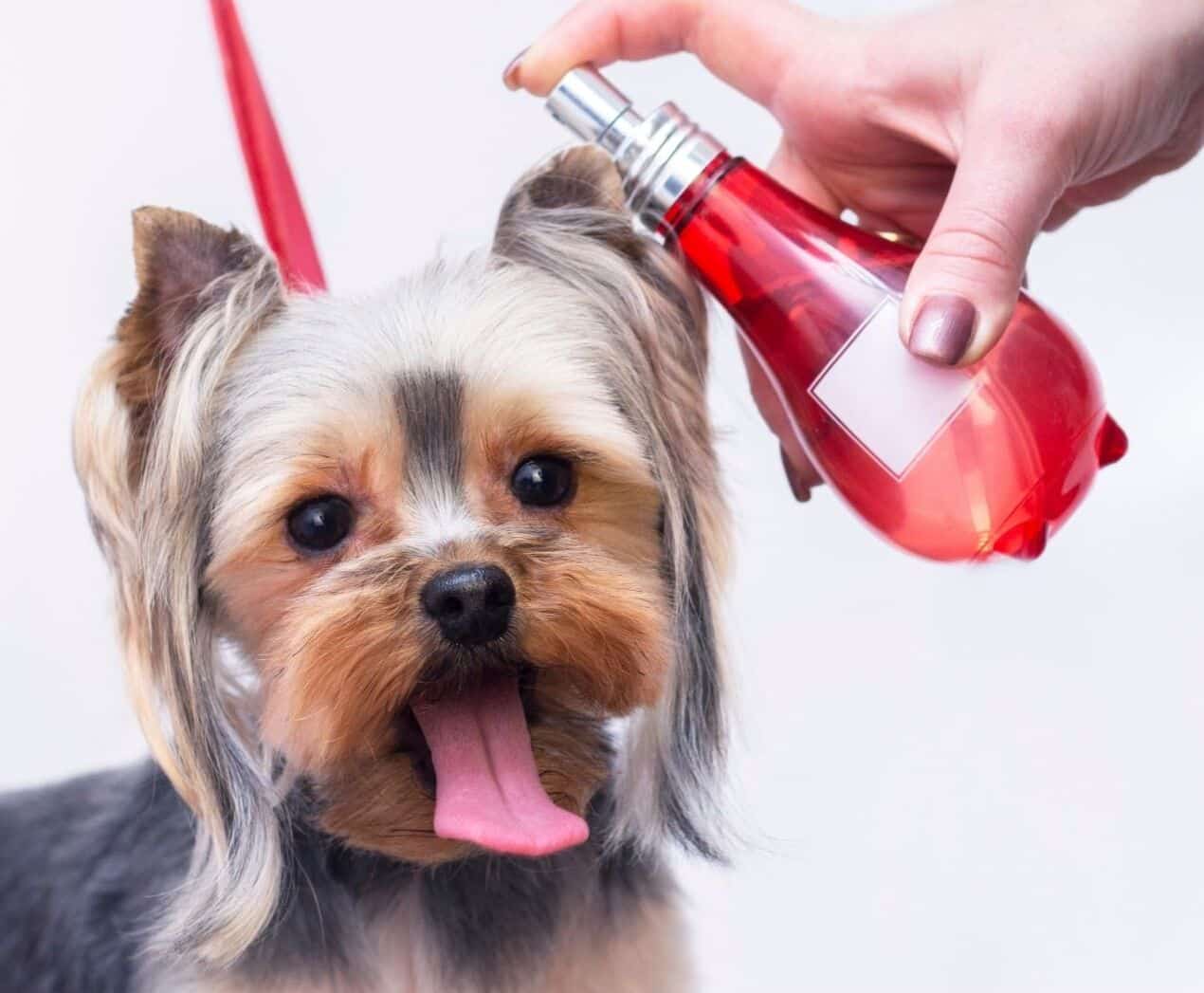 are dog perfumes safe