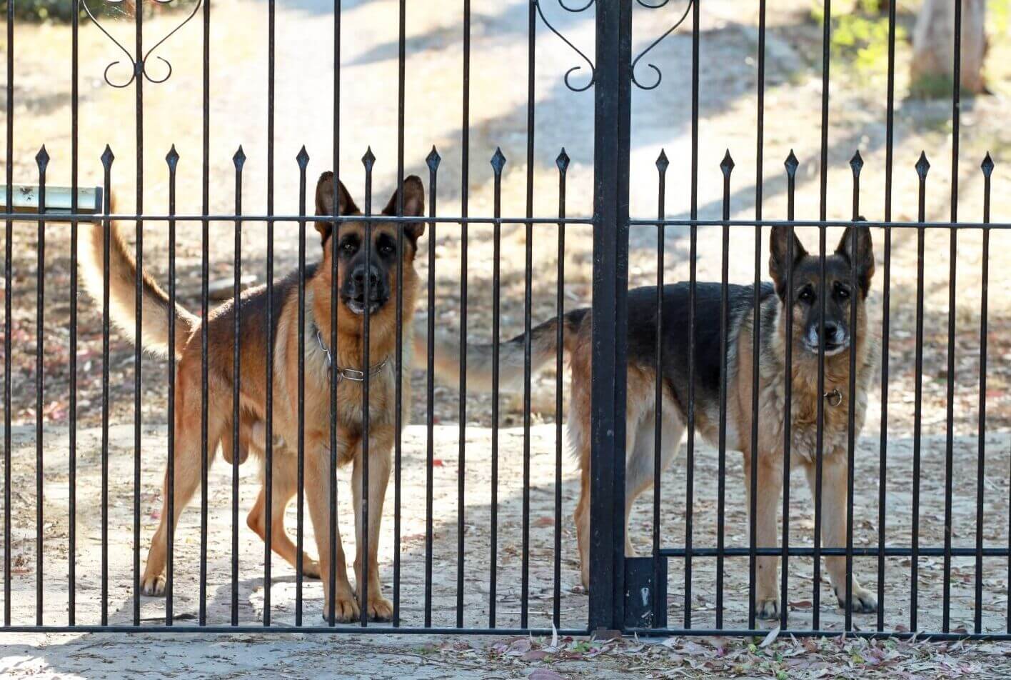 are chow chows good guard dogs