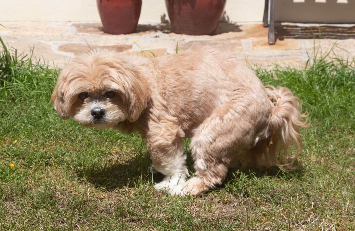 why does my shih tzu eat his poop