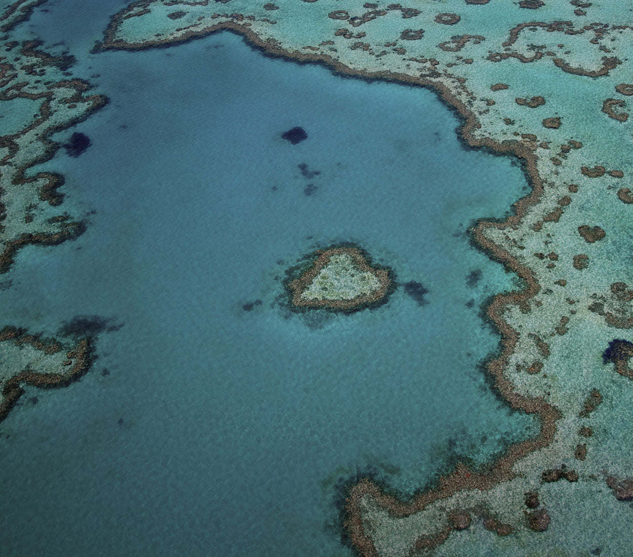Restore the reef