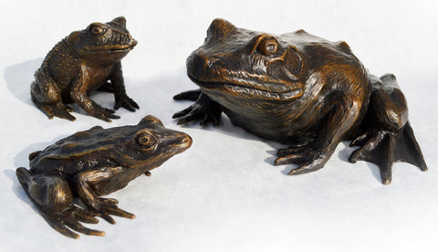 Wildflower Bullfrog, Wildflower Gulf Coast Toad, Wildflower Leopard Frog