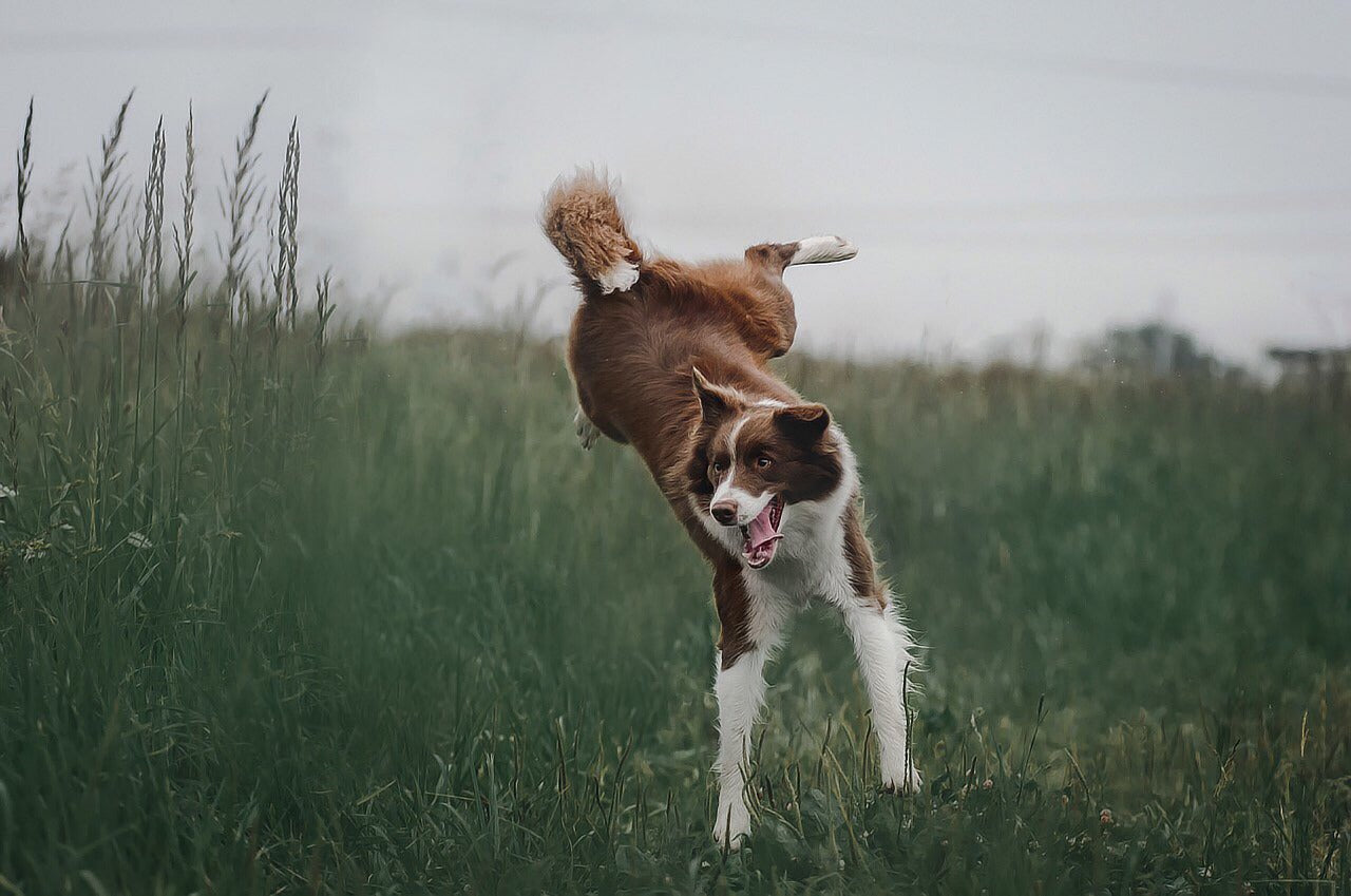 how high can most dogs jump