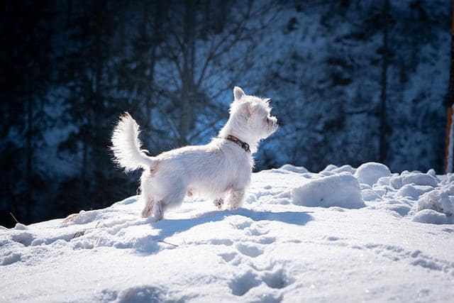 will a dog whistle work on a deaf dog