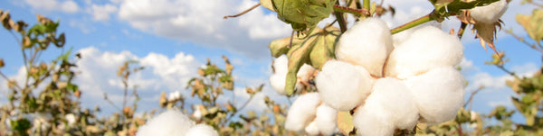 organic cotton growing