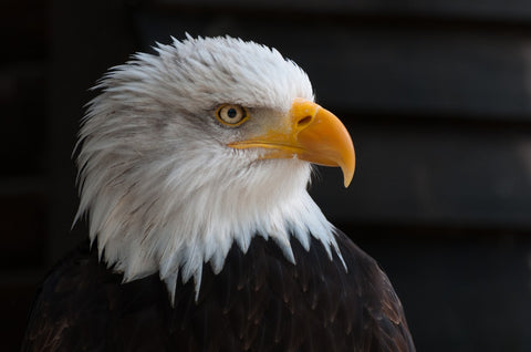 The Bald Eagle: Our National Symbol at risk due to lead poisoning