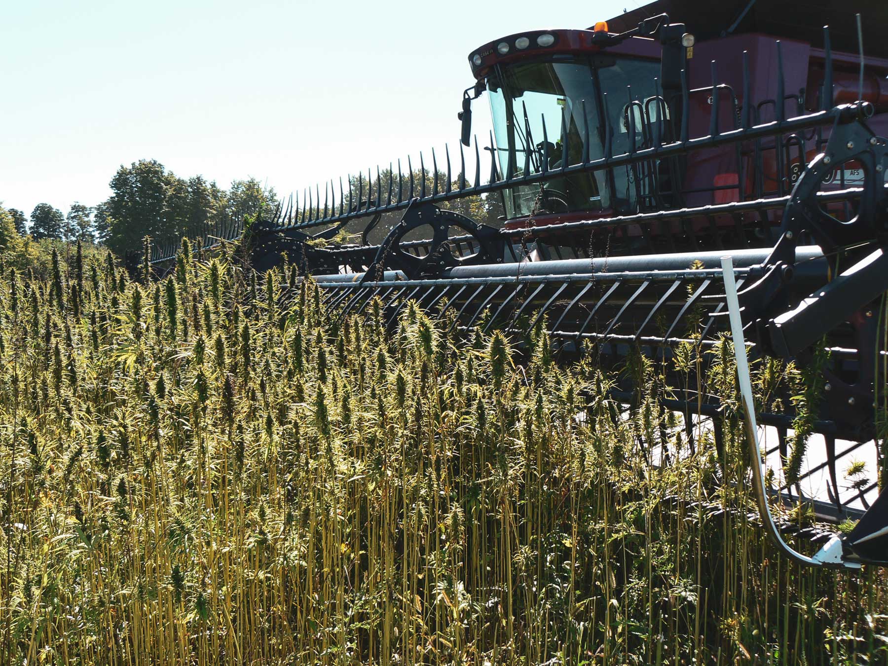 Hemp crops in Ontario Canada
