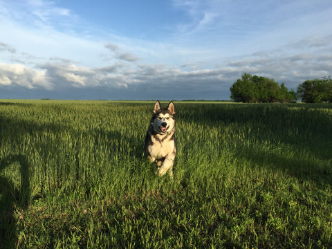 Alaskan malamute In a wheat field