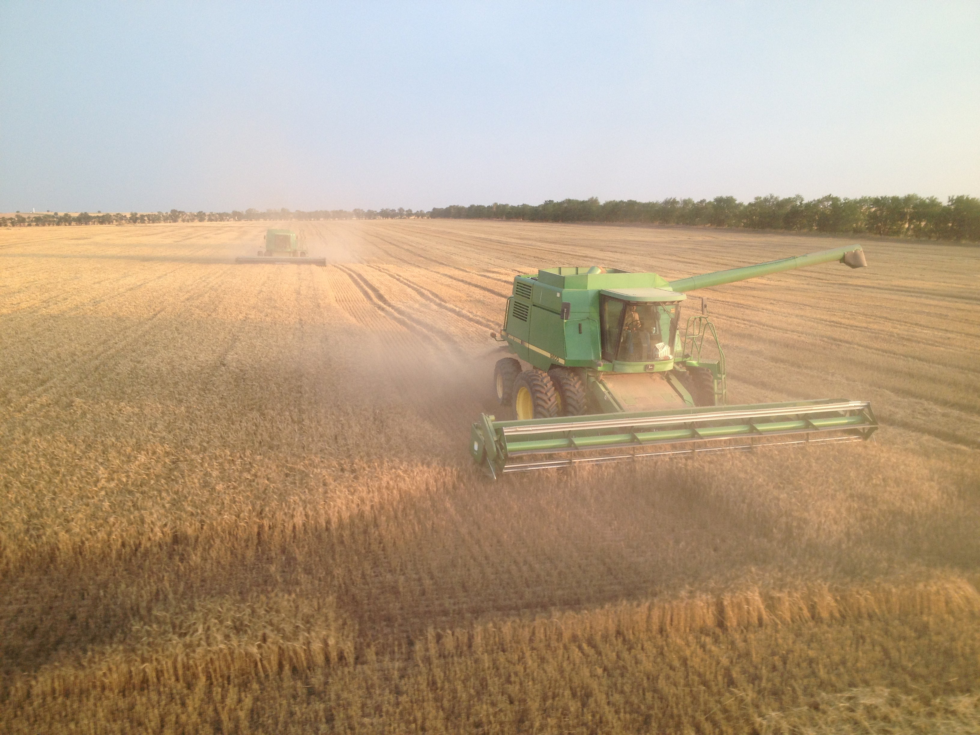 wheat harvest 