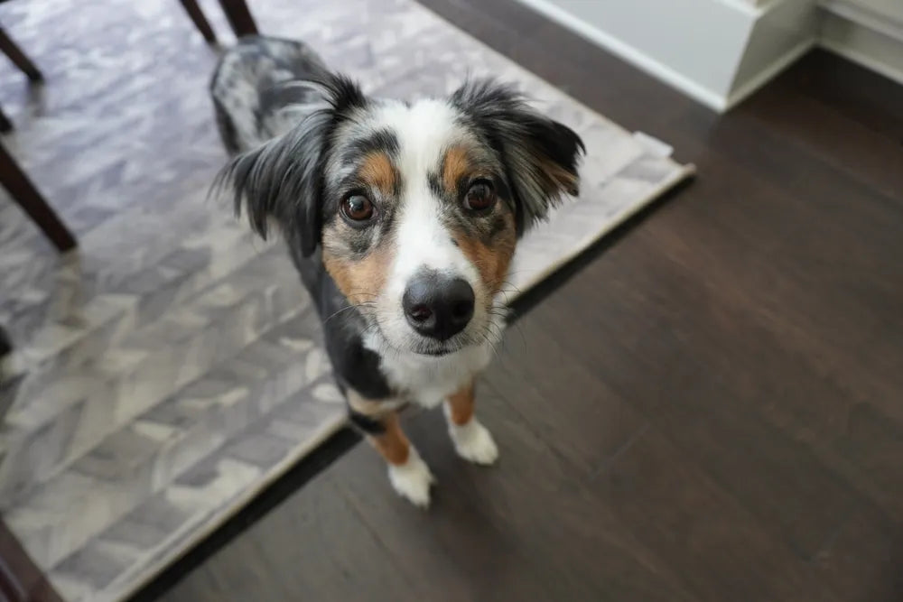 what type of flooring is best when you have dogs