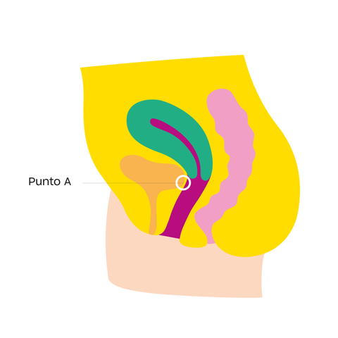 Imagen del punto A de la vagina
