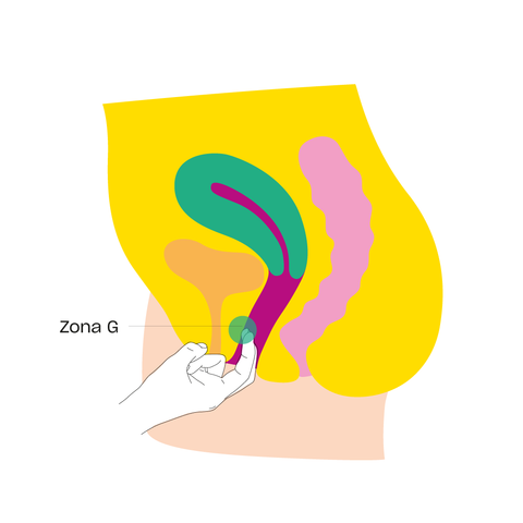 Imagen de zona G en la vagina