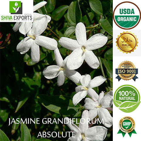 190 Best Jasmine Flower ideas  jasmine flower, jasmine, flowers