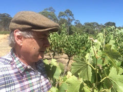 Don monitors the grapes in the Farrell Wines vineyard at Sevenhill, Clare Valley