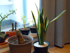 winter interior plants