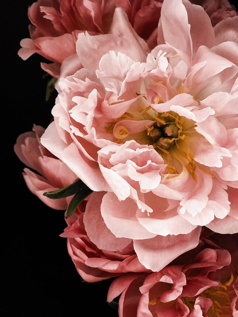 peony artwork greige design shop + interiors