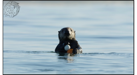 Otter with Golf Ball off Pebble Beach